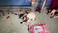 Vandalizan la sede del PP en Huesca con pintura roja, huevos y dos pollos muertos