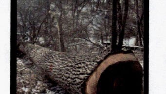 Iowa man allegedly cut down, sold $109K worth of his neighbor's trees