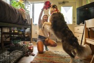 Universidades permiten mascotas en dormitorios para reducir estrés y ansiedad de estudiantes