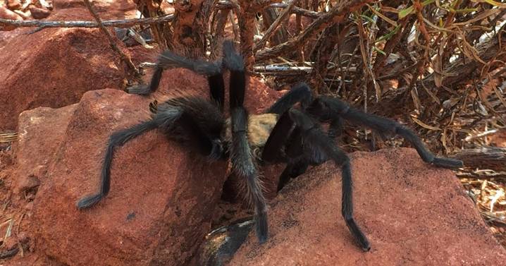 They may look creepy, but they are afraid of you, too