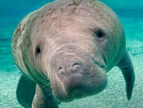 Florida Manatees In Peril: Septic Tank Showdown Reaches Federal Court