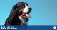 Alerta por un “mata-perros” en Belgrano y Las Cañitas: denuncian que hay mascotas envenenadas