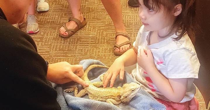 Turtles, snakes and bearded dragons a sight to see