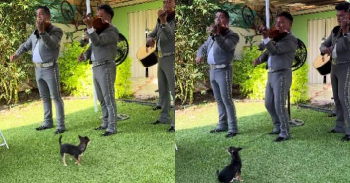 Chihuahua roba miradas al disfrutar de un mariachi en vivo