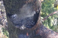 A fire is burning one of the world’s tallest trees near the Oregon Coast