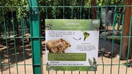 Alcalde de Culiacán debe explicar desaparición de animales en Zoológico: Regidora