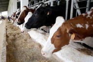 Salta busca triplicar la producción de carne