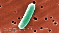 E. coli advisory lifted for Camp Richardson beaches
