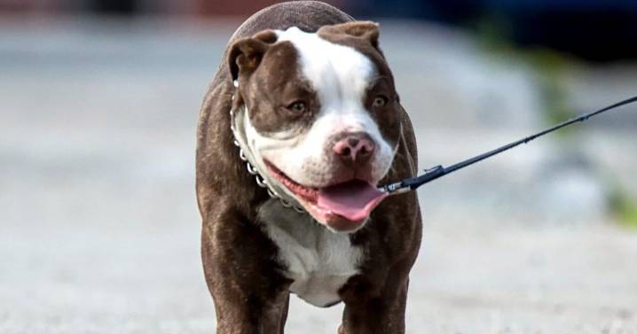 Story of a heroic pit bull who helped rescue his owners