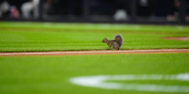 A squirrel takes the field at Yankee Stadium
