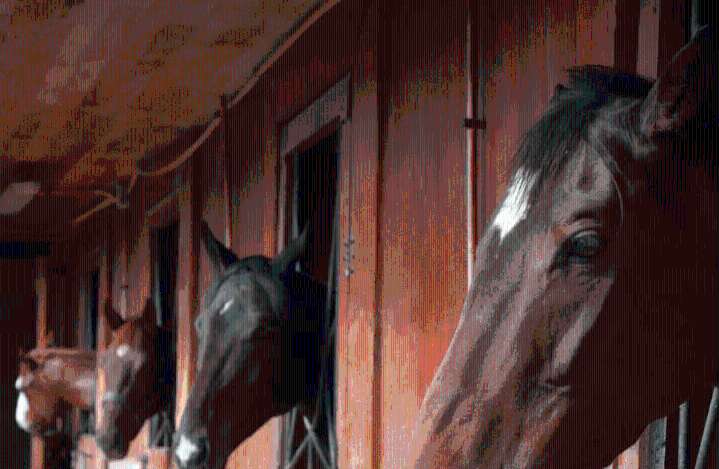 Familia de Talagante denuncia el robo de sus queridos caballos: temen que los sacrifiquen para el 18