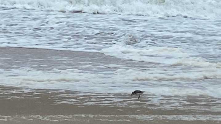 Hurricane Erin massive swells have Delaware beaches buzzing