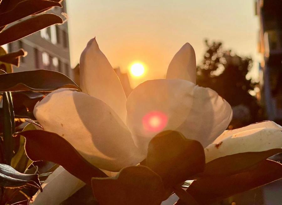 How much daylight will Portland lose this August?