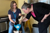 VIDEO: Unconditional puppy love ripples through Victoria Hospice