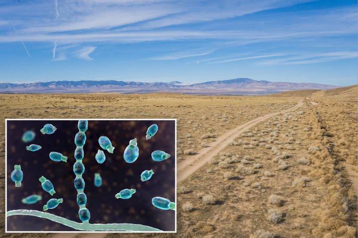 What is valley fever? Cases climb 1,200% in California