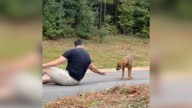 Timid Pup In Georgia Wouldn’t Let Anyone Near Her, But One Man’s Patience Changed Her Life Forever