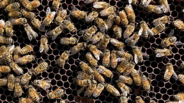 40 students, staff members stung by bees on first day of school in Ashland