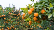 El truco de los jardineros para los árboles se vuelvan gigantes en poco tiempo y den muchas flores y frutos