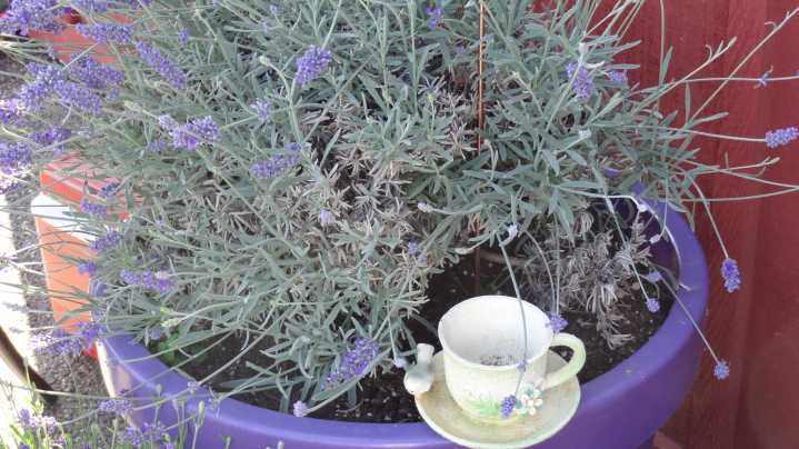 Lavender Plants Not Blooming? Here's A Simple Fix That Could Change Everything