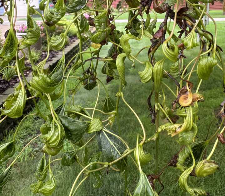 Curling tree leaves are classic indicator of herbicide damage