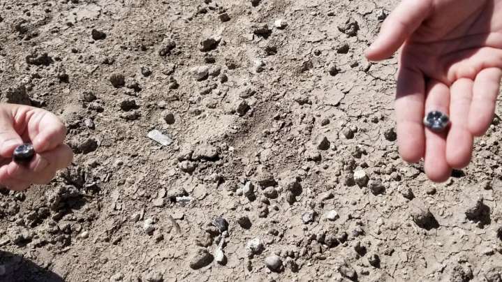 Fossils discovered by ASU researchers reveal potential new species