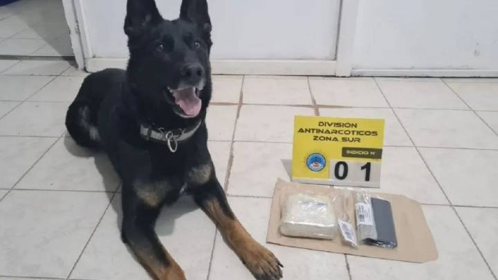Un perro detector, sorprendió al pasajero de un colectivo que llevaba más de medio kilo de cocaína