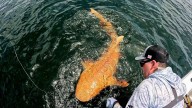 Hallan Extraño Tiburón Naranja en Costa Rica, ¿A Qué Se Debe Este Fenómeno?