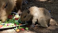 ¡Lo más tierno que verás hoy! El nuevo capibara bebé de Bioparque Estrella