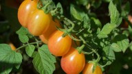 After 10 years testing, Rutgers debuts tasty, new tomato. Here's its name