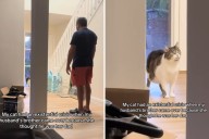 Cat's 'Existential Crisis' Over Unexpected Visitor Has Internet in Stitches