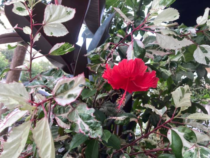 Why you should consider planting a tropical hibiscus