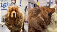 Illinois Rescuers Were In Complete Shock After Seeing A Dog Walking With 30 Pounds Of Mats