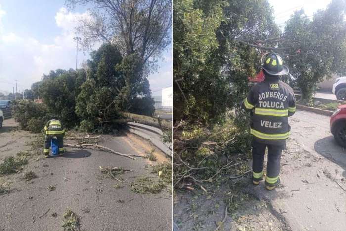 Caída de árbol en Boulevard Aeropuerto genera caos vial en Toluca