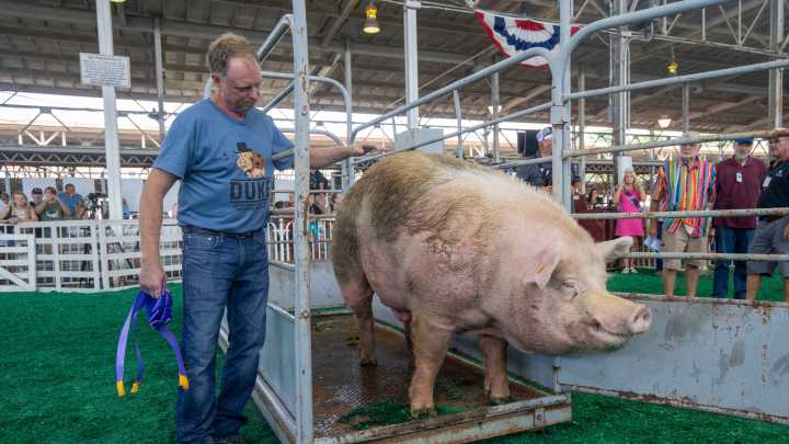 Iowa State Fair 2025: Meet the Big Boar and Big Ram winners