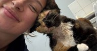 Cat miraculously survives 50ft fall from fifth