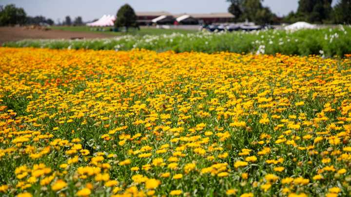 Edible flowers and late