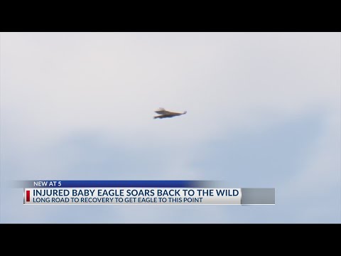 Injured baby eagle released back into the wild