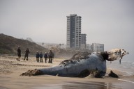 Excavan fosa para sepultar a ballena hallada muerta en Playas de Tijuana
