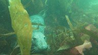 The power of kelp: Why this thick, brown seaweed is so essential for marine life