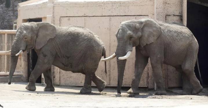 Protea y Jumbo: Los elefantes que esperan la gestión del presidente Boric para viajar a Brasil y vivir en libertad