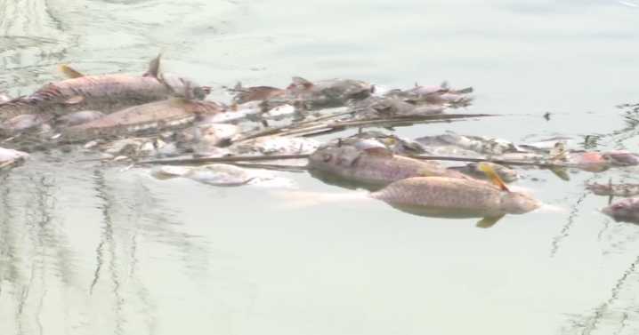 Why are dead fish turning up in the Jordan River?