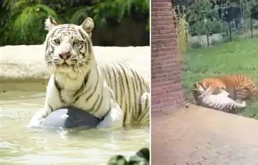 Muerte de Indira en el zoológico de Cali