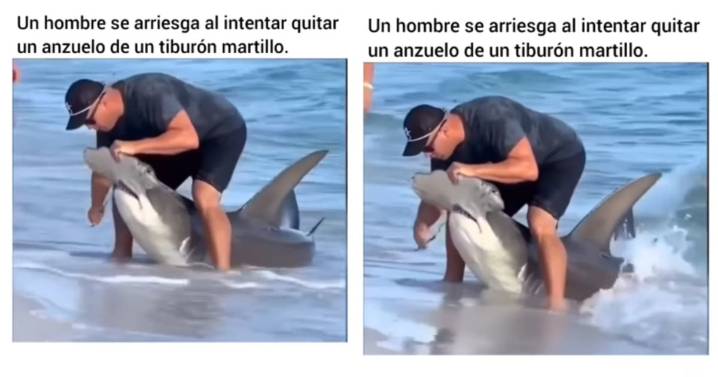 Un acto valiente: se juega la vida al quitarle un anzuelo a un tiburón martillo