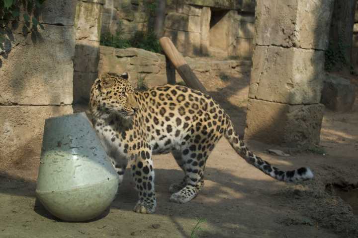 “Tiger Love Island”: 2 new big cats arrive at Philly Zoo