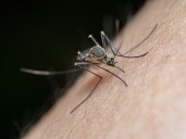 Human West Nile Virus Case Confirmed in Nashville