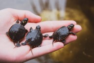 Biologist Chevaun Toulouse on swamp stories