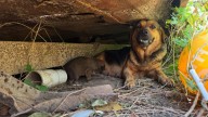 Terrified Dog Abandoned In A Texas Landfill Was Secretly Hiding Something In A Patch Of Grass