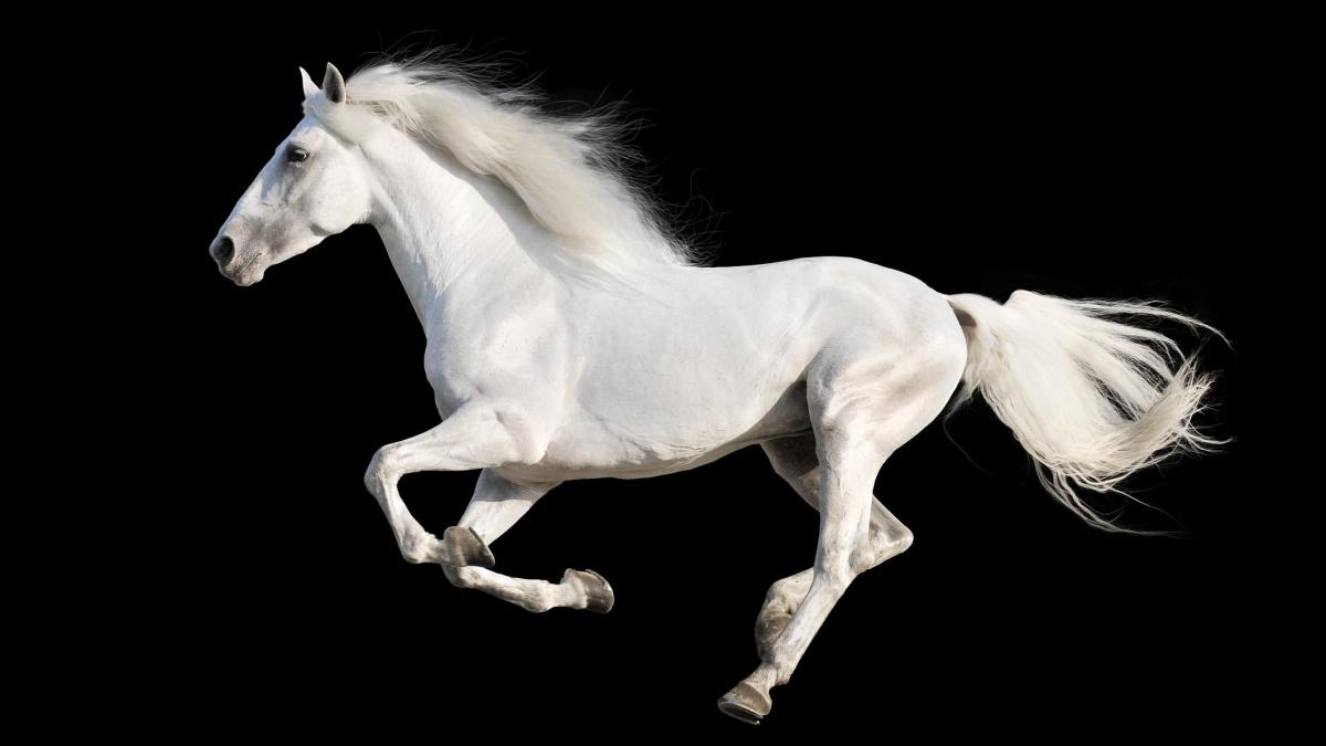 Descubierta la mutación genética de los caballos que cambió la historia de la humanidad