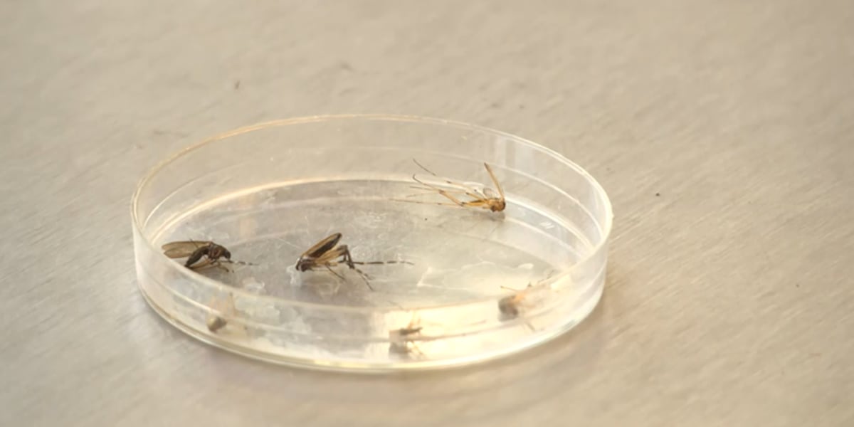 Case of West Nile reported in Louisville resident