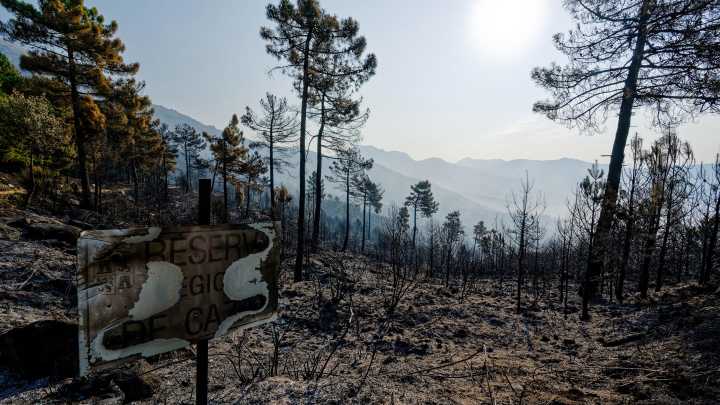 Microbiota forestal, la vida invisible bajo el suelo que el fuego arrasa